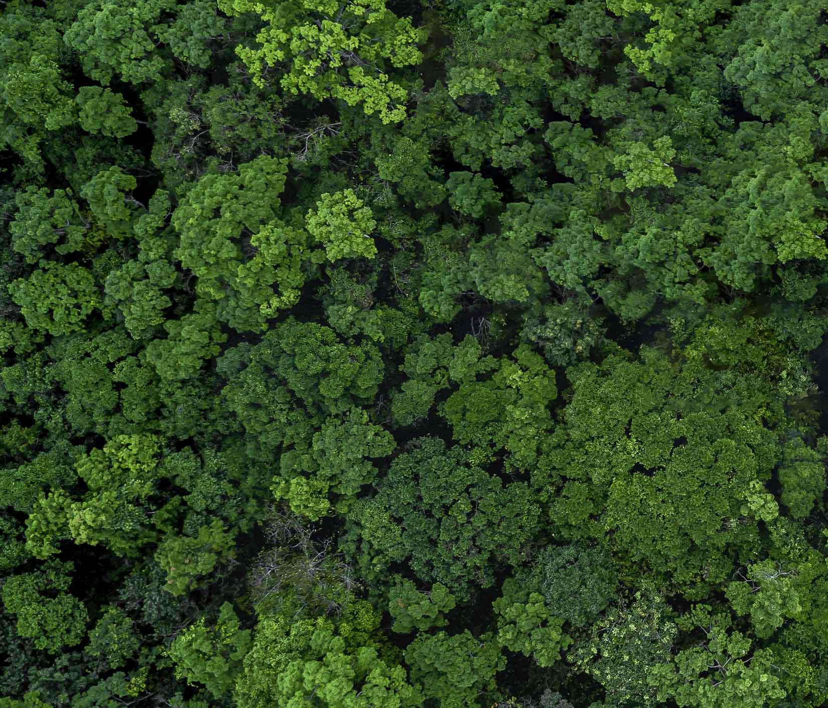 Foresta vista dall'alto